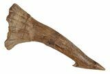 Fossil Sawfish (Onchopristis) Rostral Barb - Morocco #219895-1